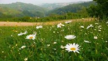 Gentle langhe hills near alba, piedmont - italain gourmet travel - jane gifford's exclusive photographic travel guide to italy