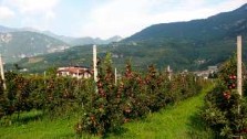 Arco, Vivere apple orchards, photography by jane gifford 