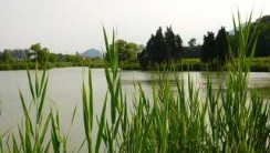 Euganean hills, hot thermal lake, photography by jane gifford