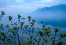 Wild figs, Malcesine, Lake Garda, photography by jane gifford