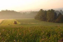 Italy, dawn over scalabrini dairy farm, traditional handmade parmesan, reggio emilia. italian gourmet travel, photographer  jane gifford