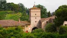 Italy, La Montecchia Estate, vineyards, Euganean Hills, Padua, Veneto, italain gouremt travel,  jane gifford' photographer, your exclusive photographic  travel guide to italy