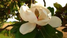 Italy, Castello di Lispida, magnolia, Euganean Hills, italian gouremt travel, your exclusive photographic travel guide to italy, photographer jane gifford