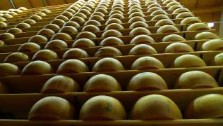 Italy, Emilia Romagna, Scalabrini traditional parmesan dairy, racks of cheese in the store house. Parmegiano Reggiano, italian gourmet travel - your exclusive photographic travel guide to italy, photographer jane gifford