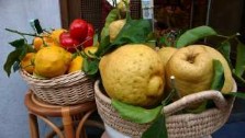 the world's best lemons come from the amalfi coast, campania. italian gouremt travel - jane gifford's exclusive photographic travel guide to italy